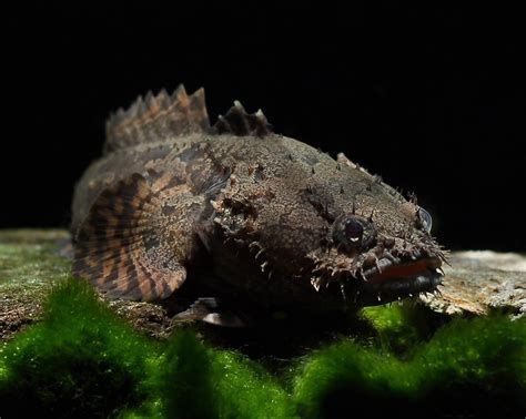 冷水龍魚冷凍保存能保存多久？，冷水龍魚冷凍保存全攻略