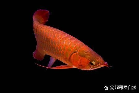 稀有紅龍魚的價格范圍是多少，紅龍魚的價格一般是多少？