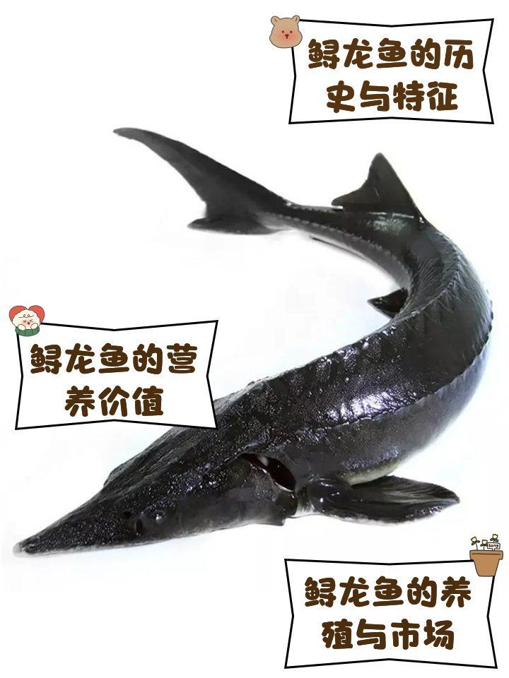 云龍魚和鱘龍魚有什么區別，云紋石斑魚和鱘龍魚有什么區別？