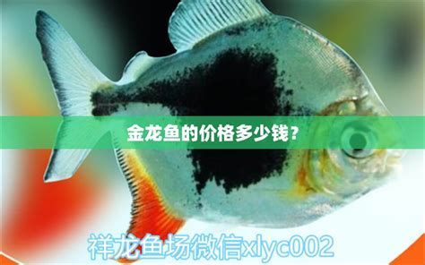 金龍魚作為觀賞魚的價格是多少？，關于金龍魚價格的詳解及配圖展示