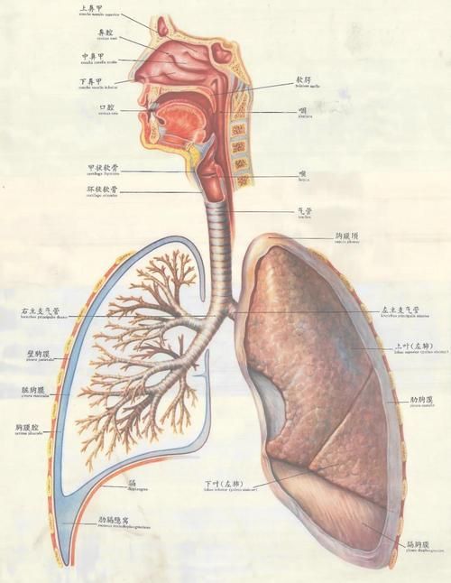金龍魚和巨骨舌魚哪個更耐低氧，巨骨舌魚（scleropagesformosus）與巨骨舌魚耐低氧能力對比