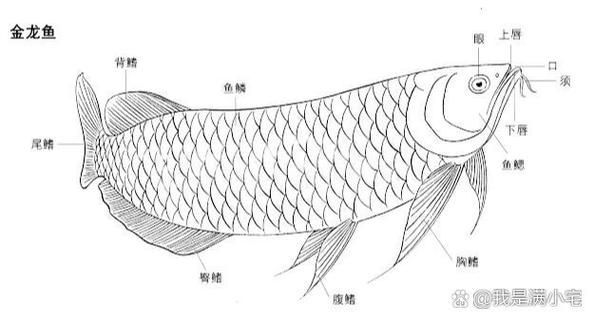 金龍魚和巨骨舌魚哪個更耐低氧，巨骨舌魚（scleropagesformosus）與巨骨舌魚耐低氧能力對比