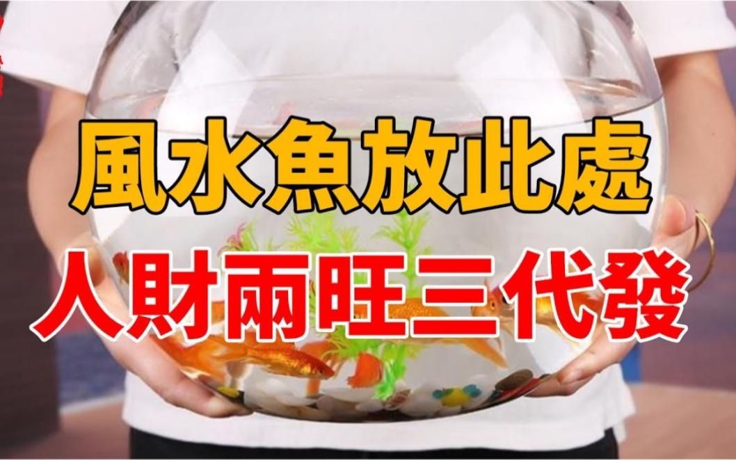 有哪些風(fēng)水魚適合小戶型，推薦幾款適合小戶型家庭的風(fēng)水魚