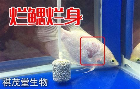 龍魚爛鰓最簡單處理方法，龍魚爛鰓怎么辦