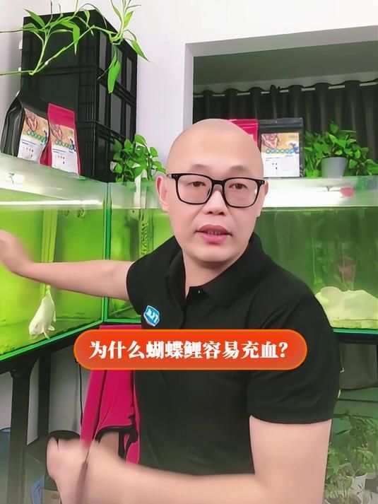 蝴蝶鯉魚鱗充血怎么辦