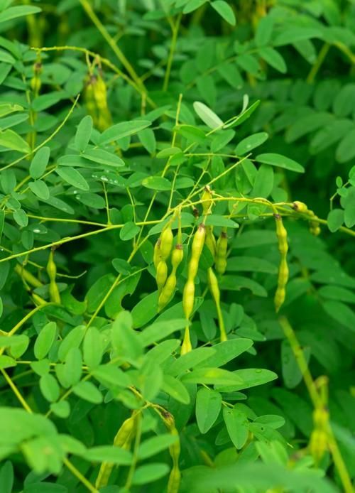 哪些中藥對魚寄生蟲有效，中藥防治魚類寄生蟲