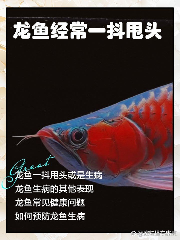 龍魚抖動多久會好，龍魚抖動是怎么回事？ 龍魚抖動多久會好，龍魚抖動是怎么回事？ 龍魚百科 第2張