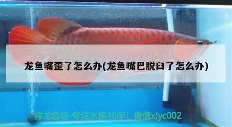 龍魚嘴唇起泡需要立即治療嗎？，關于龍魚嘴唇起泡的詳解
