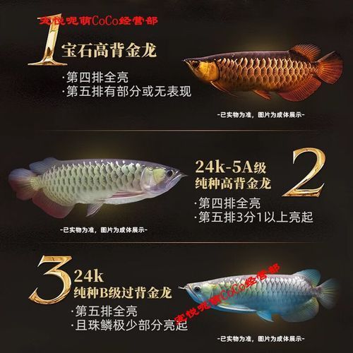 給我推薦幾條價(jià)格適中的龍魚(yú)，價(jià)格適中的龍魚(yú)品種，挑選價(jià)格適中