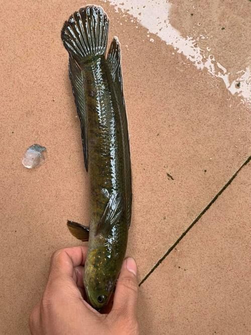 給我一些惠州龍魚的圖片，惠州常見龍魚品種的選購與養護指南