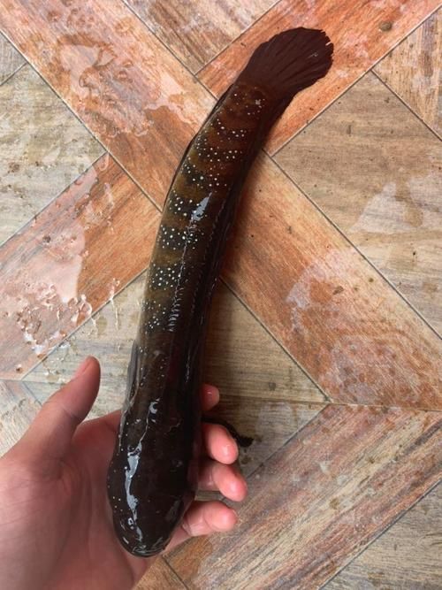 給我一些惠州龍魚的圖片，惠州常見龍魚品種的選購與養護指南