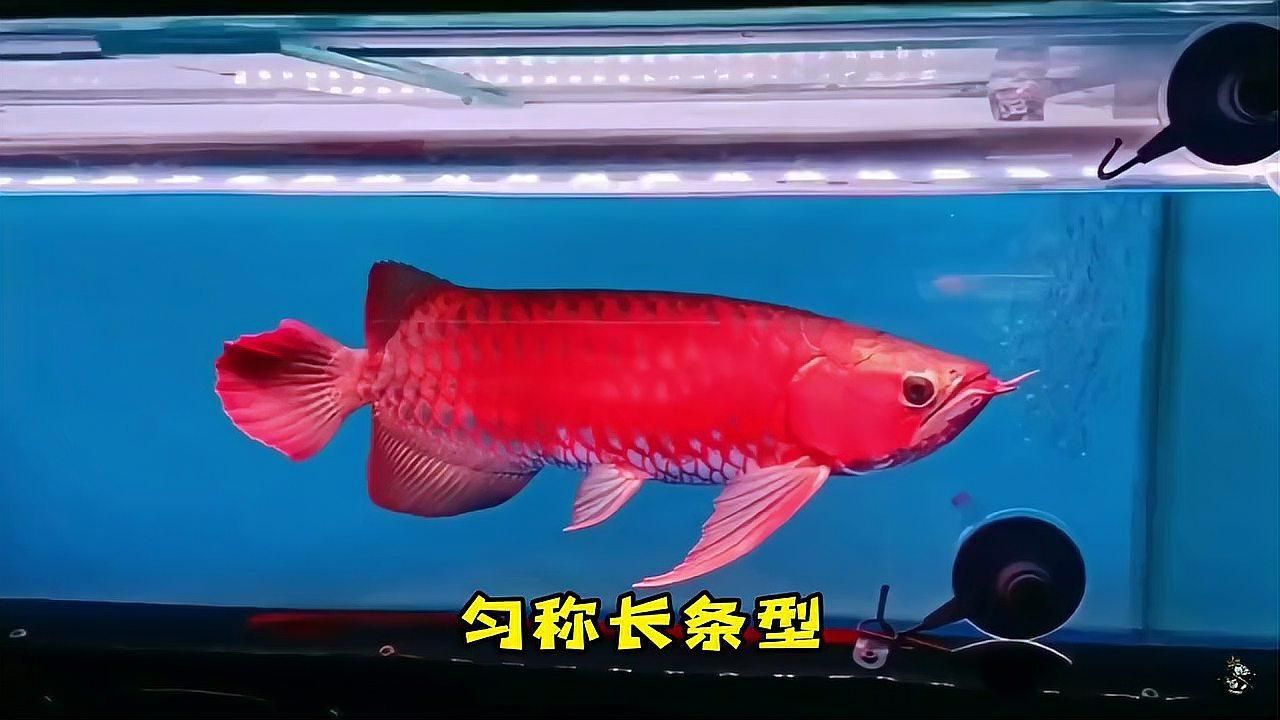 如何判斷龍魚(yú)是否處于最佳生長(zhǎng)狀態(tài)？，判斷龍魚(yú)是否處于最佳生長(zhǎng)狀態(tài)的六大維度綜合評(píng)估標(biāo)準(zhǔn)