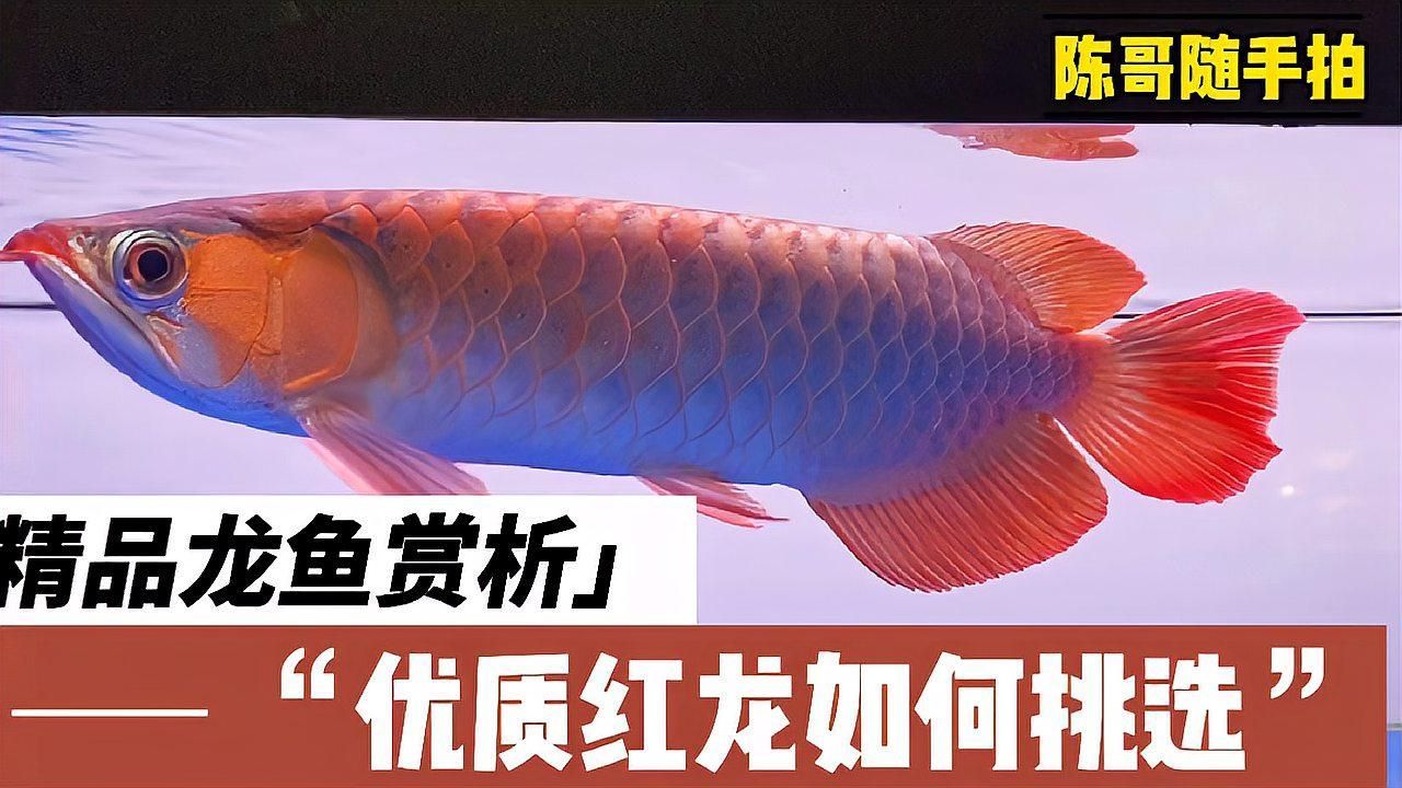 如何判斷龍魚(yú)是否處于最佳生長(zhǎng)狀態(tài)？，判斷龍魚(yú)是否處于最佳生長(zhǎng)狀態(tài)的六大維度綜合評(píng)估標(biāo)準(zhǔn)