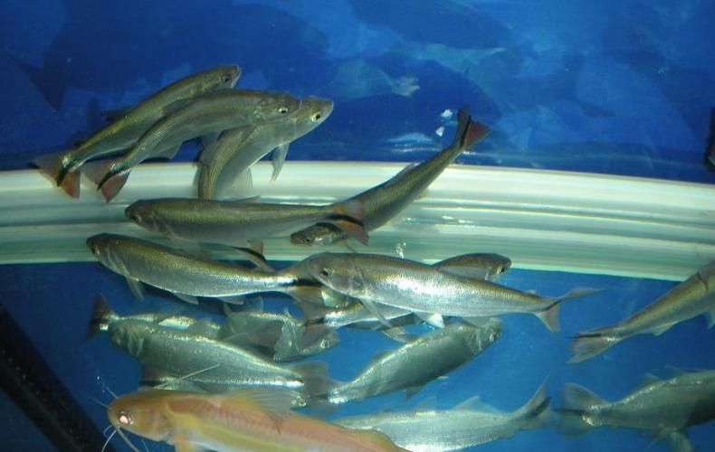 黃金河虎魚苗的價格是多少，黃金河虎魚苗價格是多少