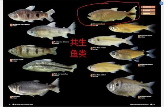 黃金河虎魚苗的價格是多少，黃金河虎魚苗價格是多少
