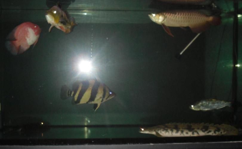 黃金河虎魚苗的價格是多少，黃金河虎魚苗價格是多少