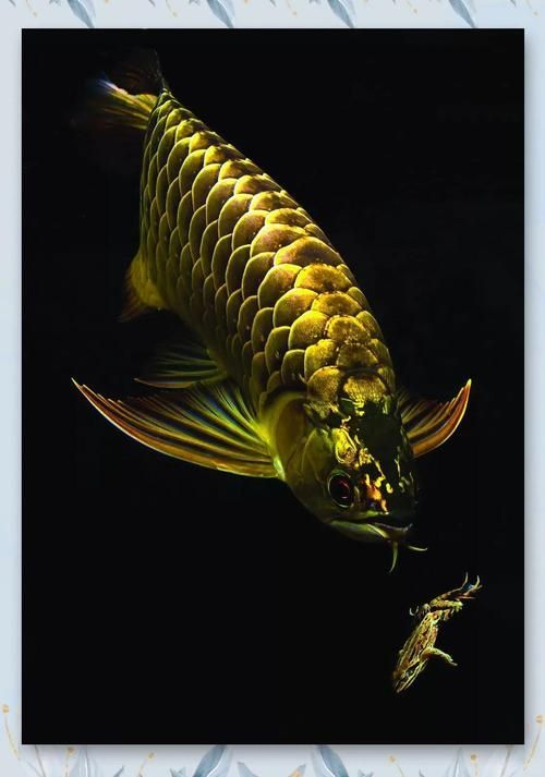 麻章龍魚在本地市場有何價值，麻章龍魚在本地市場價值遠超普通觀賞魚
