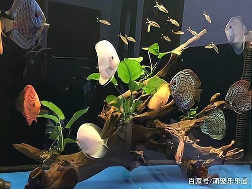 神仙魚上浮水面頭朝上，關(guān)于神仙魚上浮水面頭朝上、頭朝上、頭朝上的問題