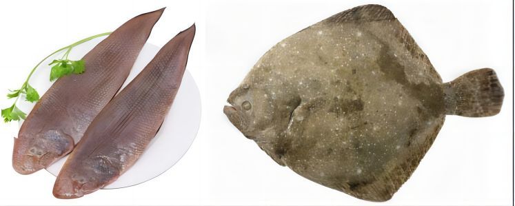 如何辨別真假龍利魚，如何辨別龍利魚 如何辨別真假龍利魚，如何辨別龍利魚 龍魚百科 第9張