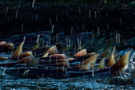 連續下雨魚浮頭正常嗎，連續下雨魚浮頭正常嗎，養殖戶和釣友可以采取以下措施解析