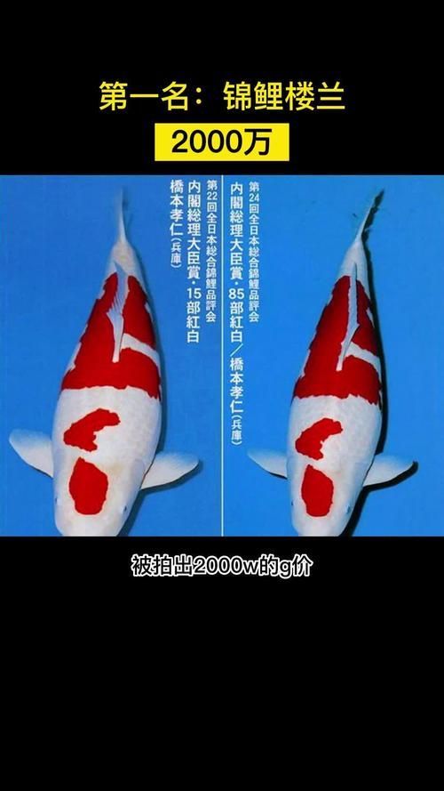 錦鯉和龍魚哪個(gè)更有價(jià)值？，錦鯉與龍魚哪個(gè)更有收藏價(jià)值？