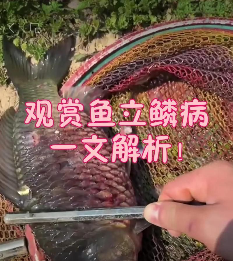 如何判斷龍魚是否患有立鱗病，判斷龍魚是否患有立鱗病的步驟