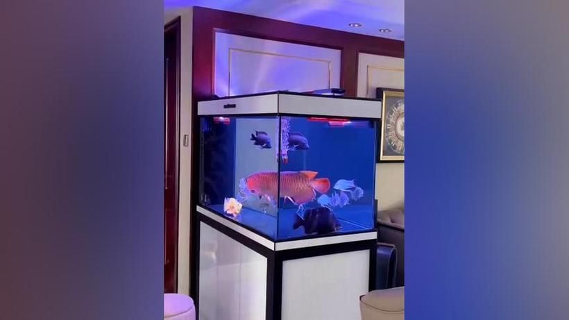 博特水族龍魚缸的價格范圍是多少，博特水族龍魚缸價格對比表，博特水族龍魚缸價格對比
