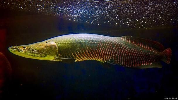 給我一些關于坡頭龍魚的文化象征圖片，坡頭龍魚的文化象征