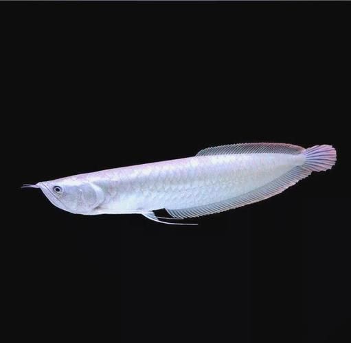 給我一些關于坡頭龍魚的文化象征圖片，坡頭龍魚的文化象征