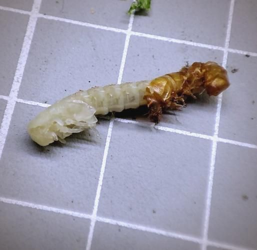 能給出更多安全處理龍魚干面包蟲的步驟嗎，安全處理龍魚干面包蟲