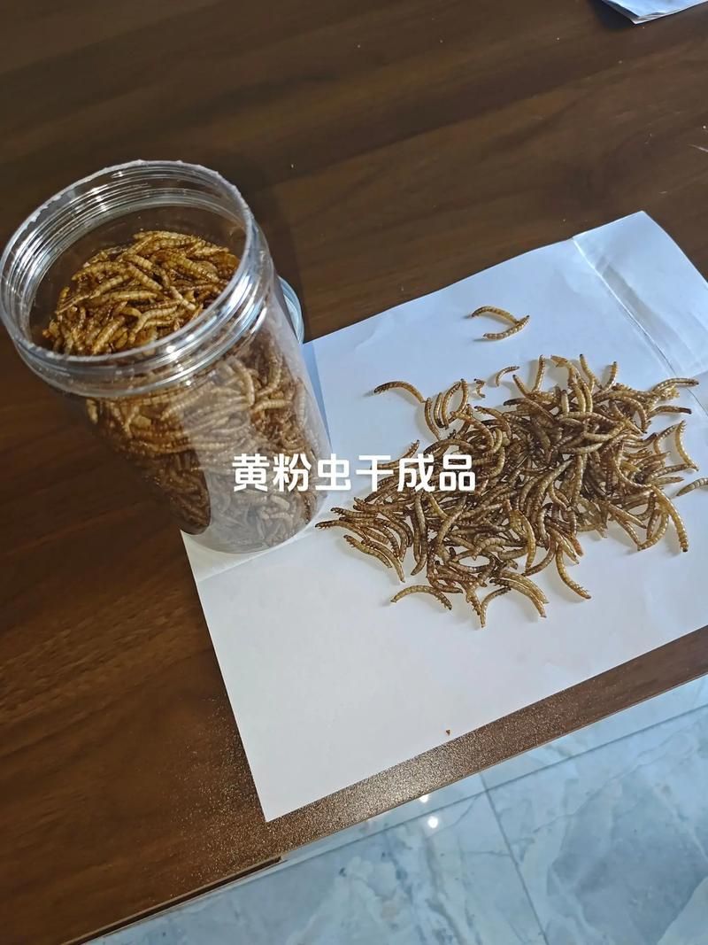 能給出更多安全處理龍魚干面包蟲的步驟嗎，安全處理龍魚干面包蟲
