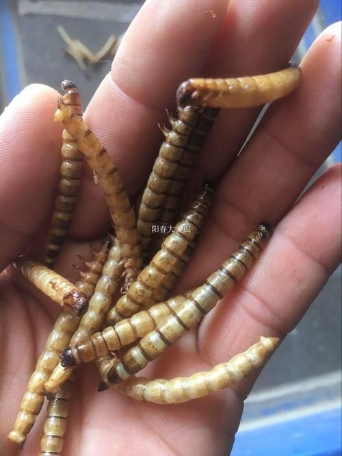 能給出更多安全處理龍魚干面包蟲的步驟嗎，安全處理龍魚干面包蟲