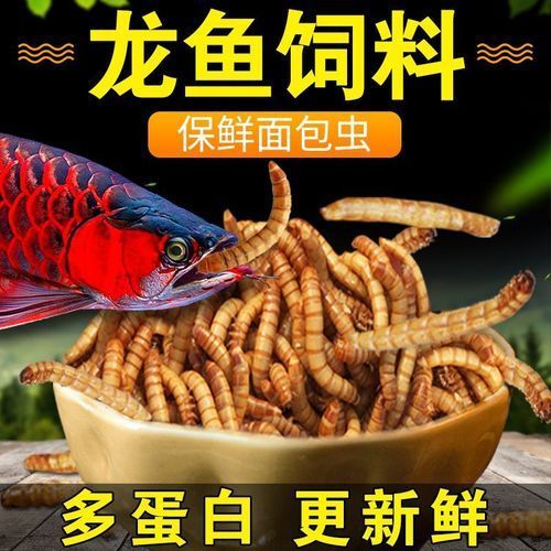 能給出更多安全處理龍魚干面包蟲的步驟嗎，安全處理龍魚干面包蟲
