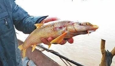 如何保護黃河鱈龍魚的棲息地，思考完成,用戶要求詳解如何保護黃河鱈龍魚的棲息地