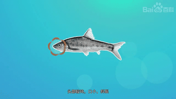 如何辨別真假祥龍魚場七紋巨鯉，如何辨別“祥龍魚場七紋巨鯉”