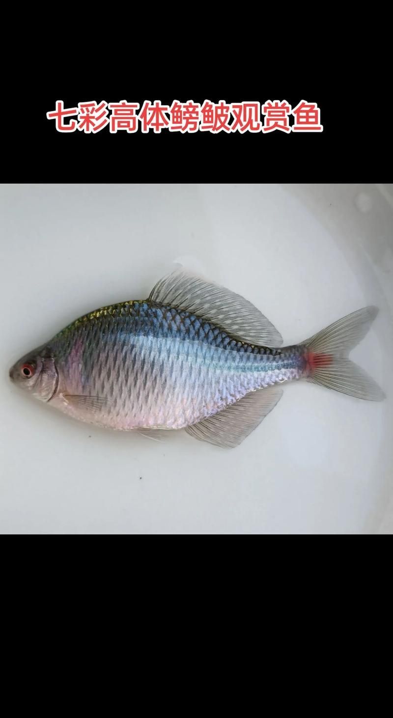 如何辨別真假祥龍魚場七紋巨鯉，如何辨別“祥龍魚場七紋巨鯉”