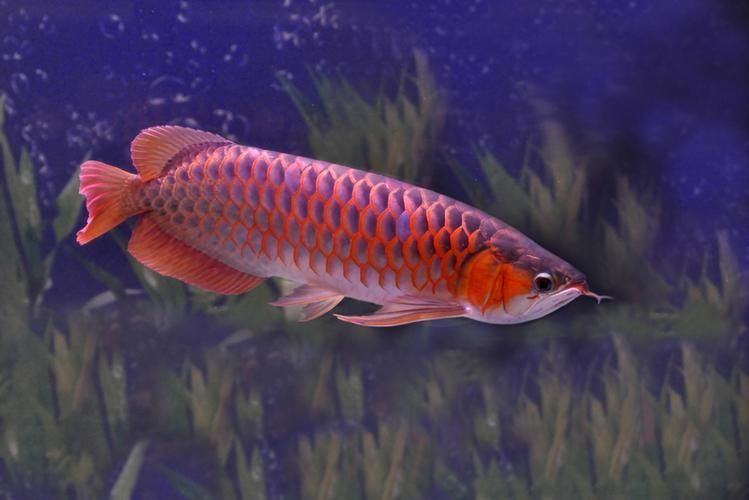 請提供幾張寬城滿族龍魚的圖片，寬城滿族龍魚圖片欣賞