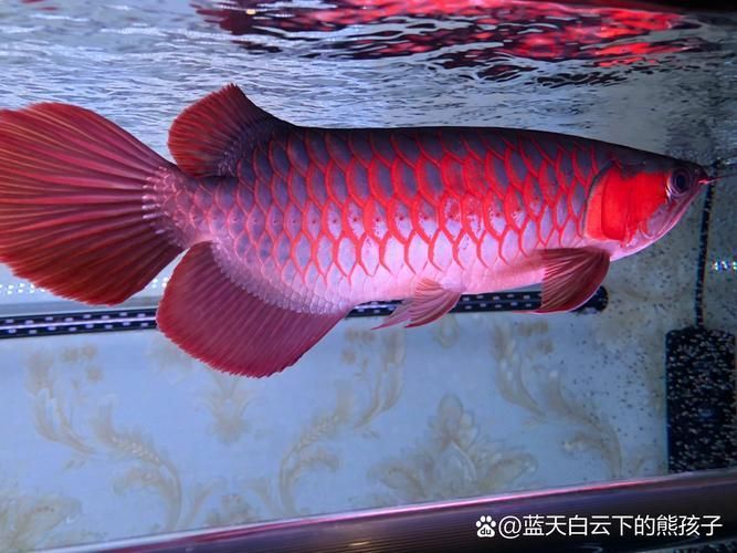 請提供幾張寬城滿族龍魚的圖片，寬城滿族龍魚圖片欣賞