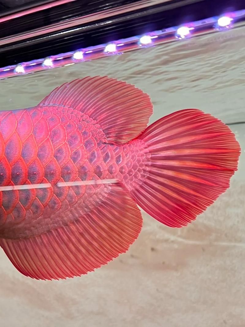 請提供幾張寬城滿族龍魚的圖片，寬城滿族龍魚圖片欣賞