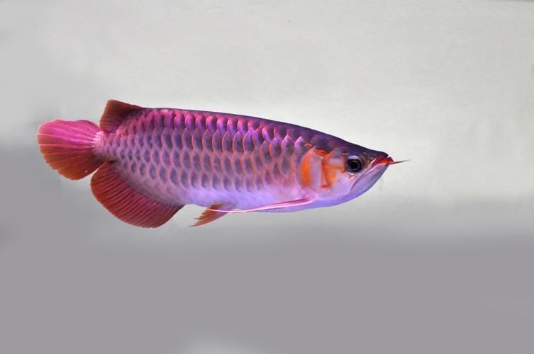 請提供幾張寬城滿族龍魚的圖片，寬城滿族龍魚圖片欣賞