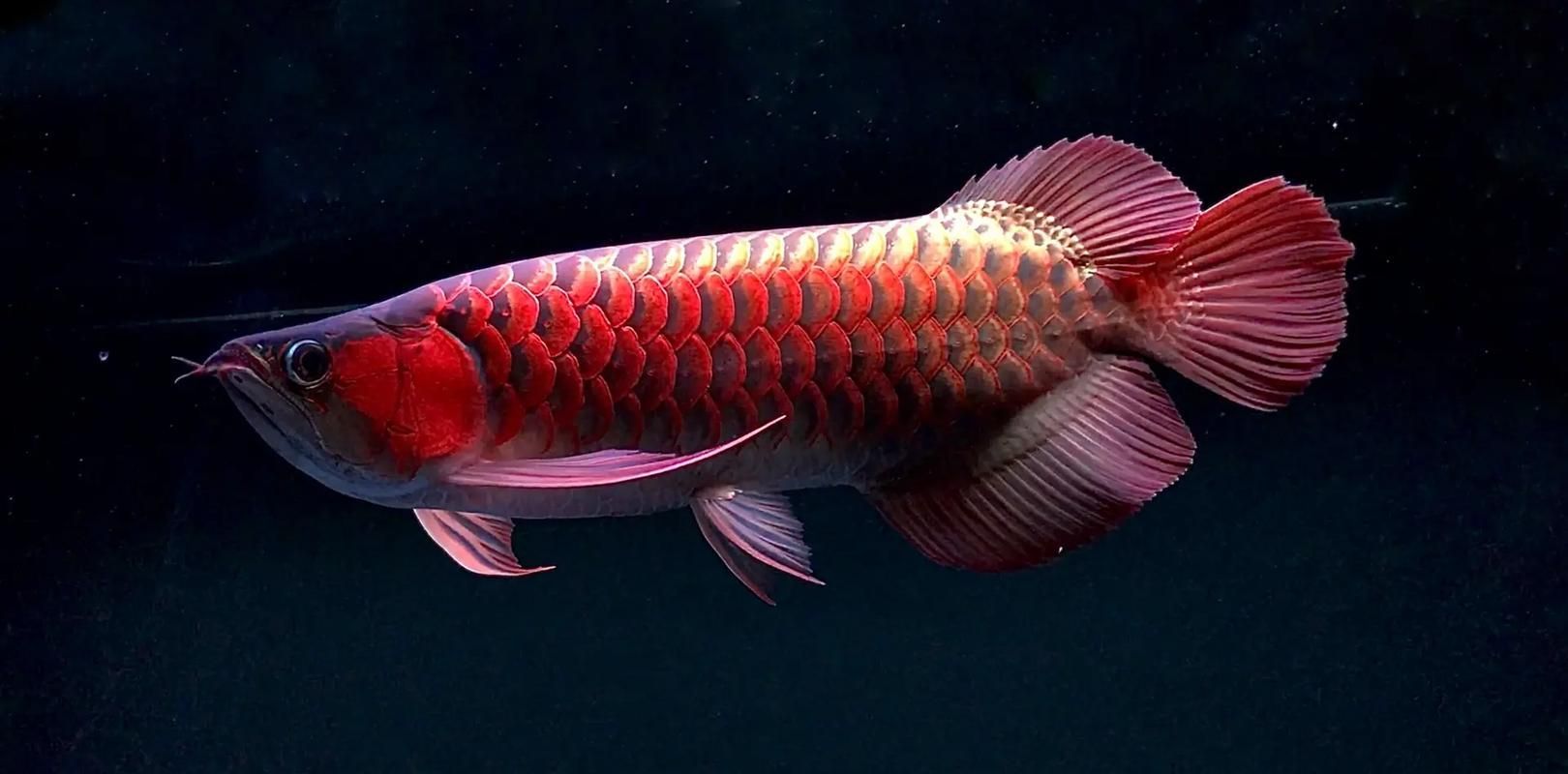 請提供幾張寬城滿族龍魚的圖片，寬城滿族龍魚圖片欣賞