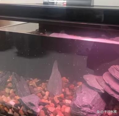 如何預防金龍魚寄生蟲感染和細菌性病害，金龍魚寄生蟲與細菌性病害預防