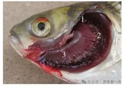 如何預防金龍魚寄生蟲感染和細菌性病害，金龍魚寄生蟲與細菌性病害預防