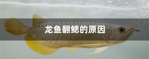 龍魚腸炎能自愈嗎，關于龍魚腸炎是否能自愈