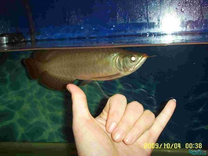 給我一份龍魚之巔論壇的板塊結構圖，魚之巔論壇的板塊結構圖可能包括以下幾個主要部分