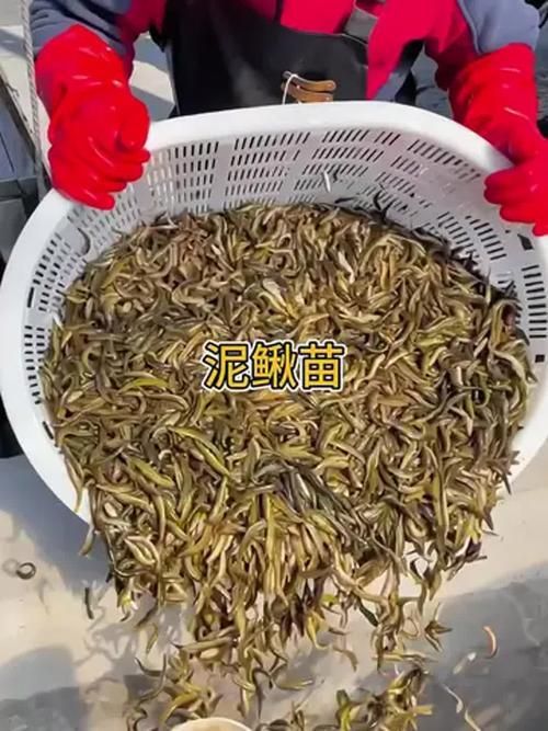 哪個平臺的臺灣泥鰍苗質量最好，關于臺灣泥鰍苗的一些建議