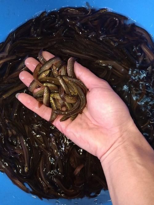 哪個平臺的臺灣泥鰍苗質量最好，關于臺灣泥鰍苗的一些建議