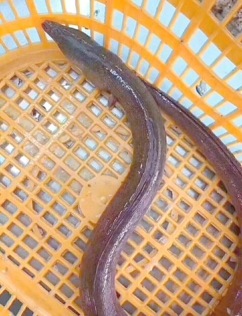 給我一些土龍魚的圖片，土龍魚的藥用價值