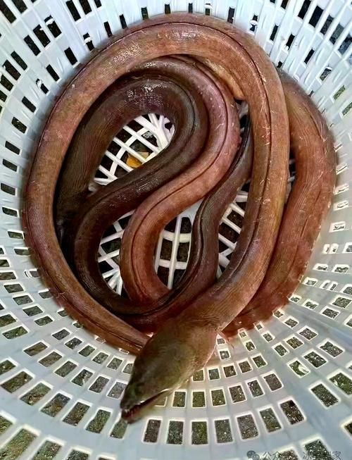 給我一些土龍魚的圖片，土龍魚的藥用價值