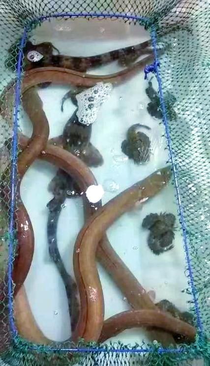 給我一些土龍魚的圖片，土龍魚的藥用價值